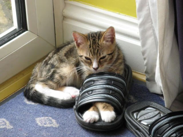 “猛龙队客场创佳绩，士气大振”，猛龙队战绩