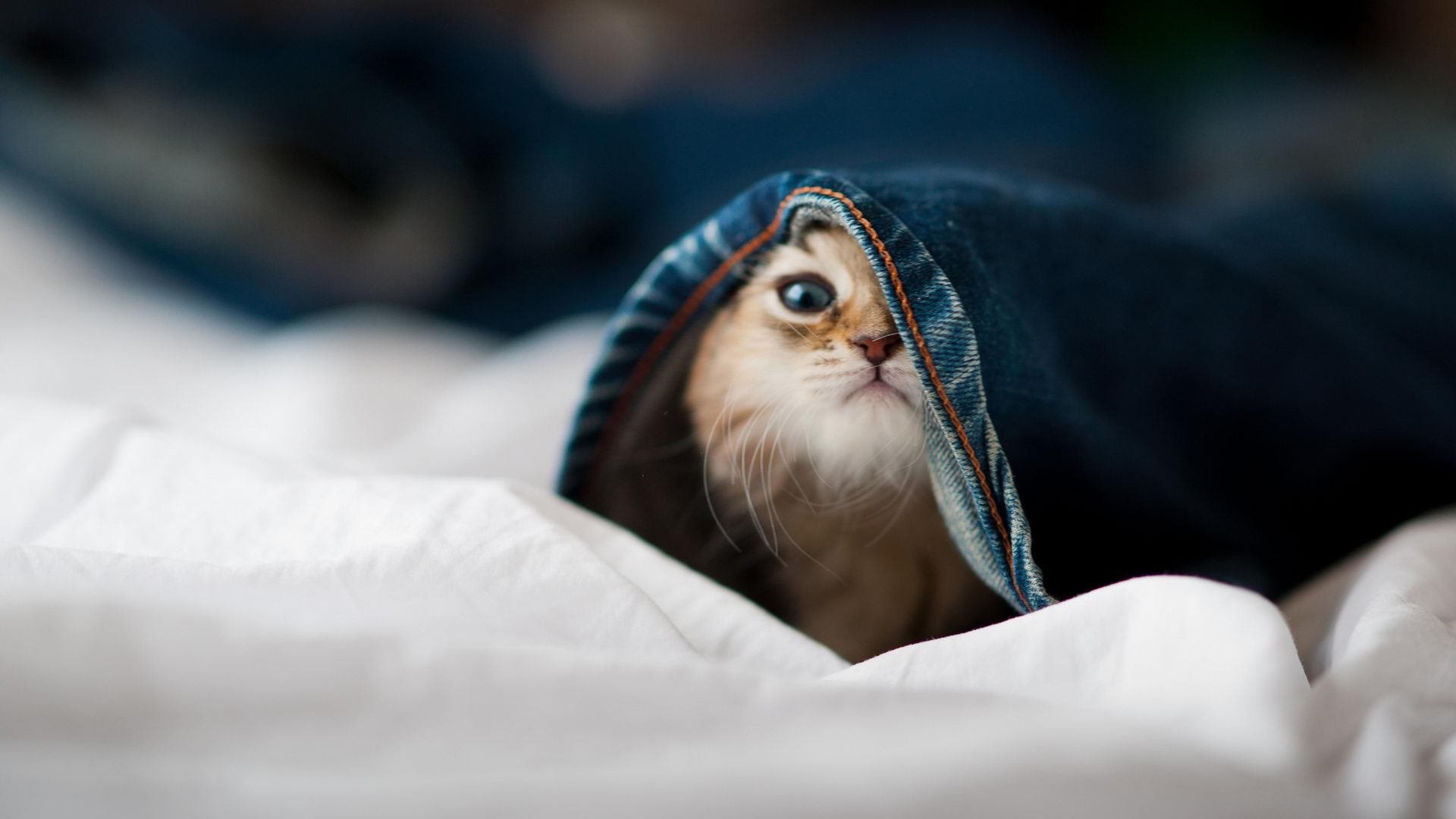 中国足球裁判评估系统全面上线，中国足球协会裁判员信息化平台