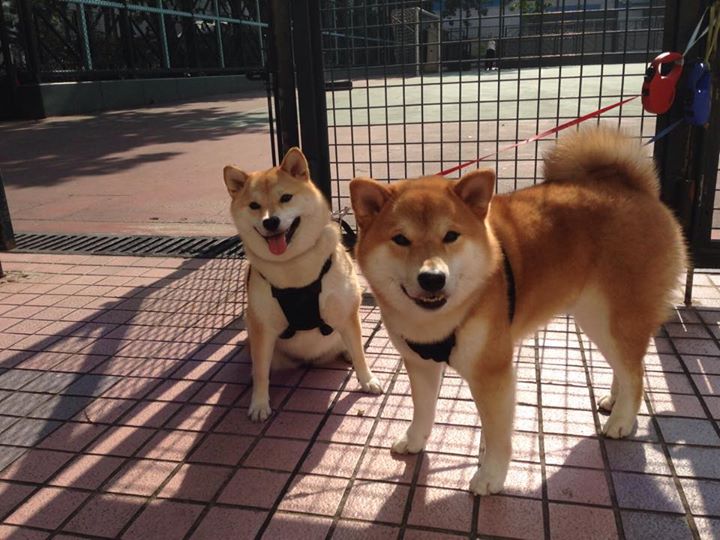 kaiyun官方入口登录-哥伦比亚骑手安德烈亚·瓦尔加斯在2024年巴黎奥运会盛装舞步比赛中取得第20名，表现出色。